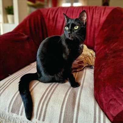 Predivni SPUKI traži dom