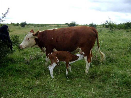 Prodajem Kravu i Tele