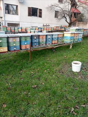 Prodajem pčele