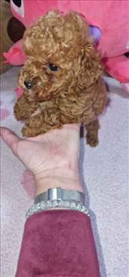 Stenci crvene toy pudle 