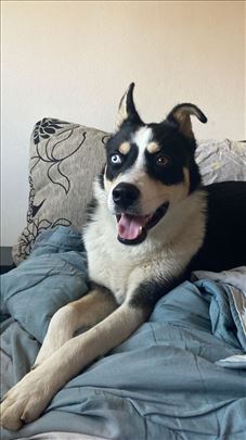 Border koli/haski šten