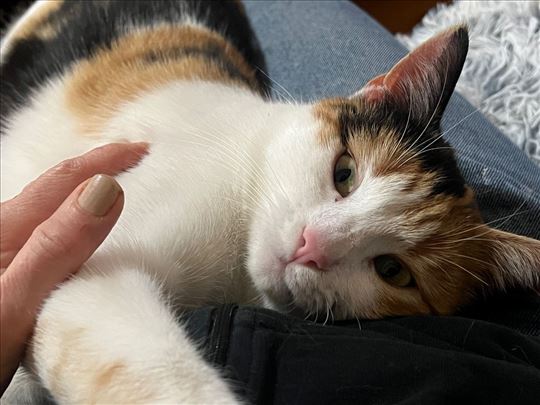 MILICA kepotica iz Beograda 