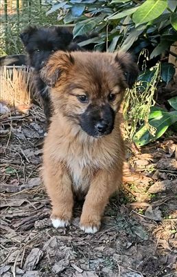 Preslatki mešanci traže dom