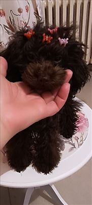 Pudla toj braon zenka 