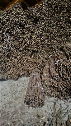 Isečena Loza 1 klase za kalemljenje