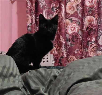 Mešanac, mlada mačka