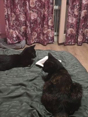 Mešanac, mlada mačka