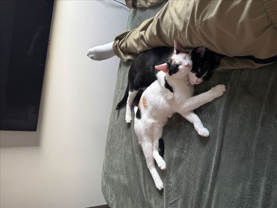 Mlade mačke na poklon