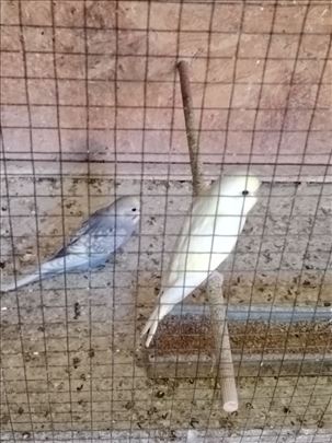 Mlade zdrave tigrice poletarci