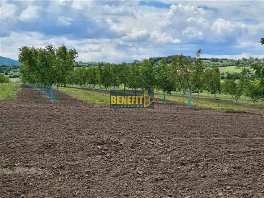 Plantaža oraha 3,5ha sa kućom i pomoćnim objektima