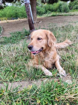 Poklanjam ženku zlatnog retrivera