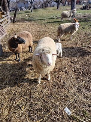 Prodajem ovna IDFrans