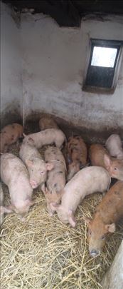 Prodajem prasice i krmaču