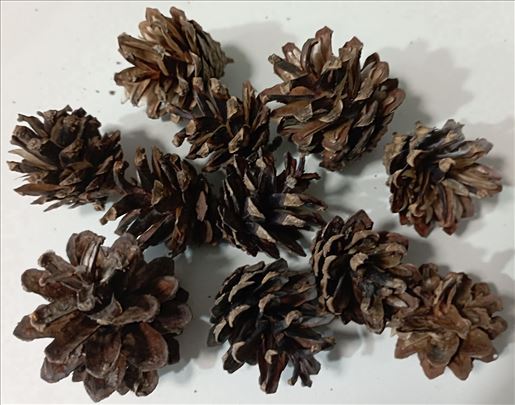 Mini šišarke bora (3din komad) 