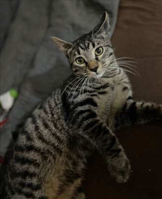 Predivni mazuljak traži zauvek dom