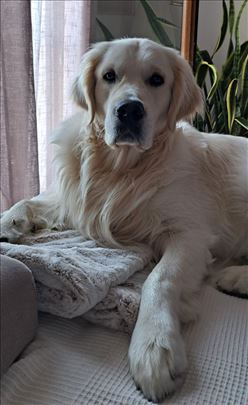 Zlatni retriver, odrastao pas