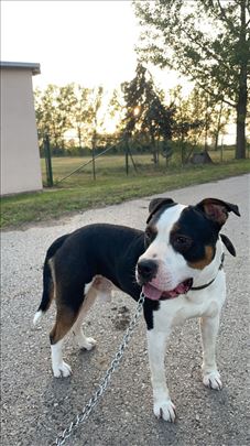 Američki staford star 2 godine