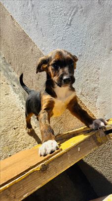 Balu: Vakcinisan, prelep i traži dom, srednji rast