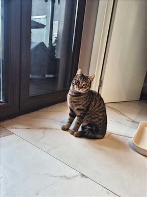 Lulu i Rocky traže dom zajedno, a vreme ističe!