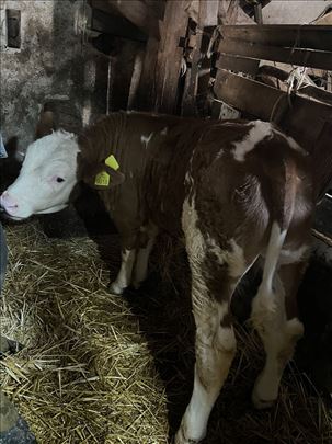 Na prodaju musko tele