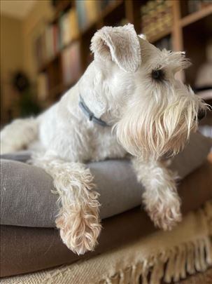 Patuljasti šnaucer za parenje