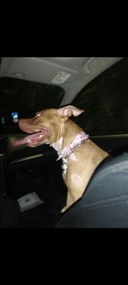 Poklanjam mladu ženku američkog pit bul terijera