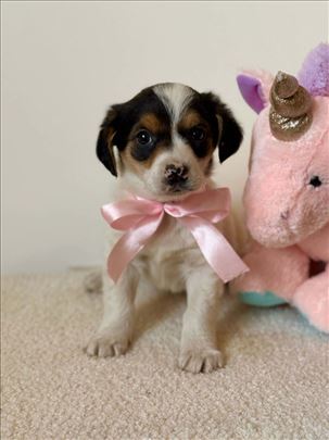 Poklanjamo štence manje i veće u tipu labradora