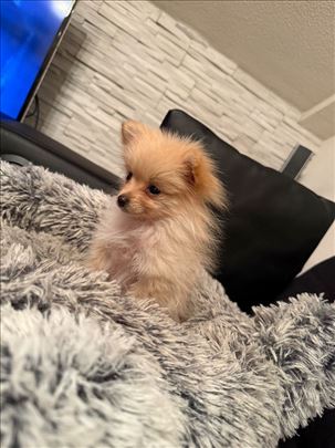 Pomeranski špic , štene