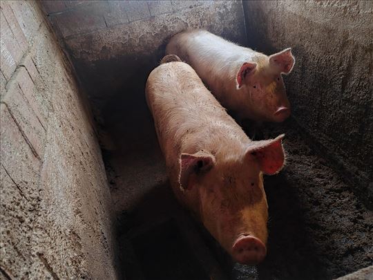 Prodajem mlade tovljenike