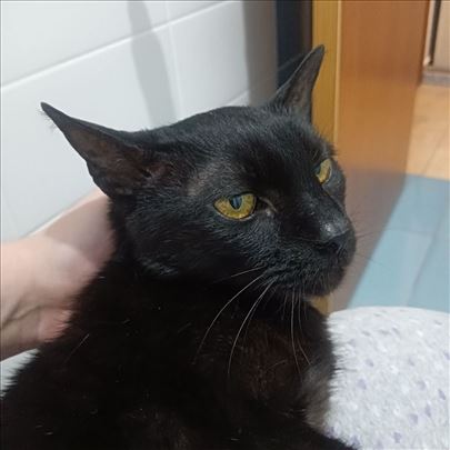 Sunčica traži dom u Subotici