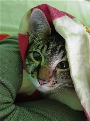 Tigrasta, mlada mačka