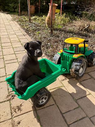 Tražimo dom za prelepe, napuštene štence