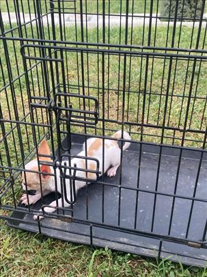 Čivava, odrastao pas