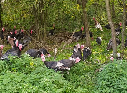 Ćurke organski hranjene