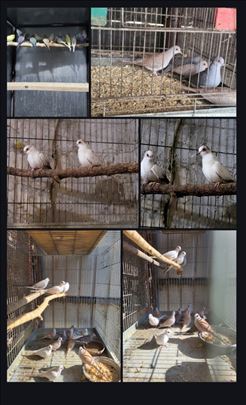 Dijamantski golubići