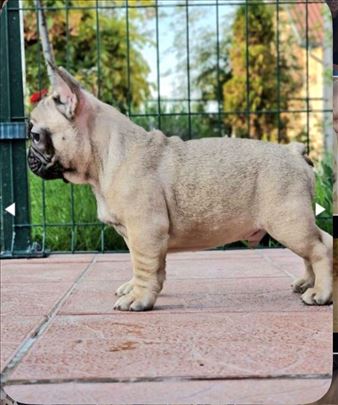 Francuski buldog stenci -2,5 top line ! 