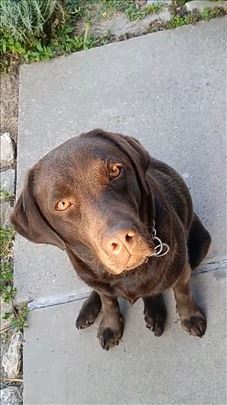 Poklanja se ženka smeđeg labradora