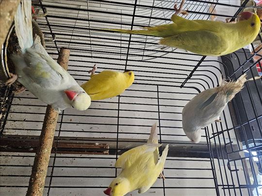 Prodajem prošlogodišnje male aleksandre