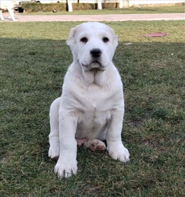 Srednjeazijski ovčar, štene