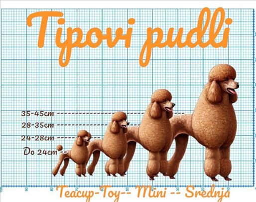  Luxury TOY i Teacup crvena Pudla