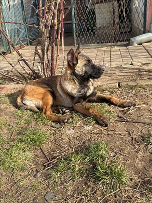 Belgijski ovčar, štene