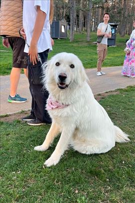 Bella - aktivna, vaspitana i verna saputnica