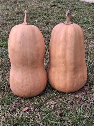 Bundeve Tamburica Opovo