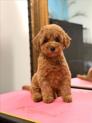 Pudla, štene muško