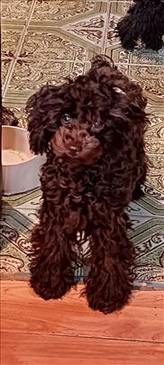 Pudla toj braon zenka 