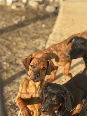 Štenci za udomljavanje