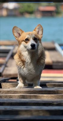 Velški korgi pembrok muzijak za parenje