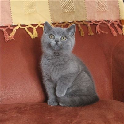 Britanska kratkodlaka, mače