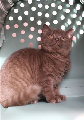 Britanska kratkodlaka, mače