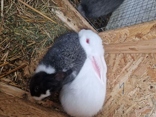 Hykom zeke na prodaju